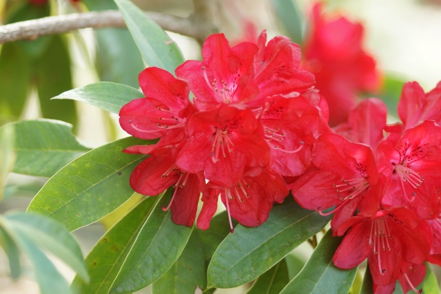 赤いシャクナゲの花